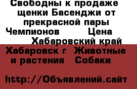 Свободны к продаже, щенки Басенджи от прекрасной пары Чемпионов!!!!! › Цена ­ 45 000 - Хабаровский край, Хабаровск г. Животные и растения » Собаки   
